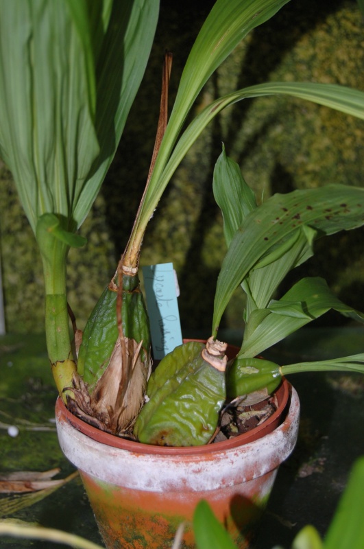 Lycaste macrophylla
